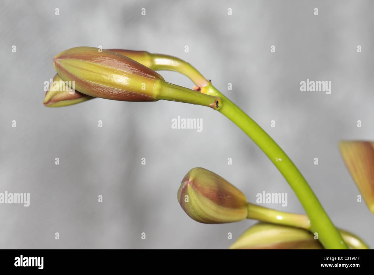Orchid Flower Buds Closeup Stock Photo