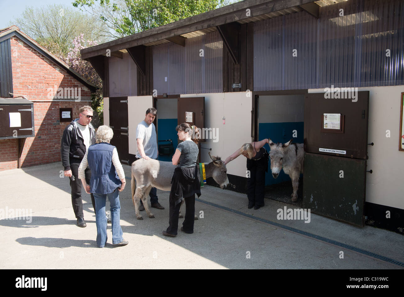 Donkeys at The Donkey Sanctuary which is a UK based charity working to ...