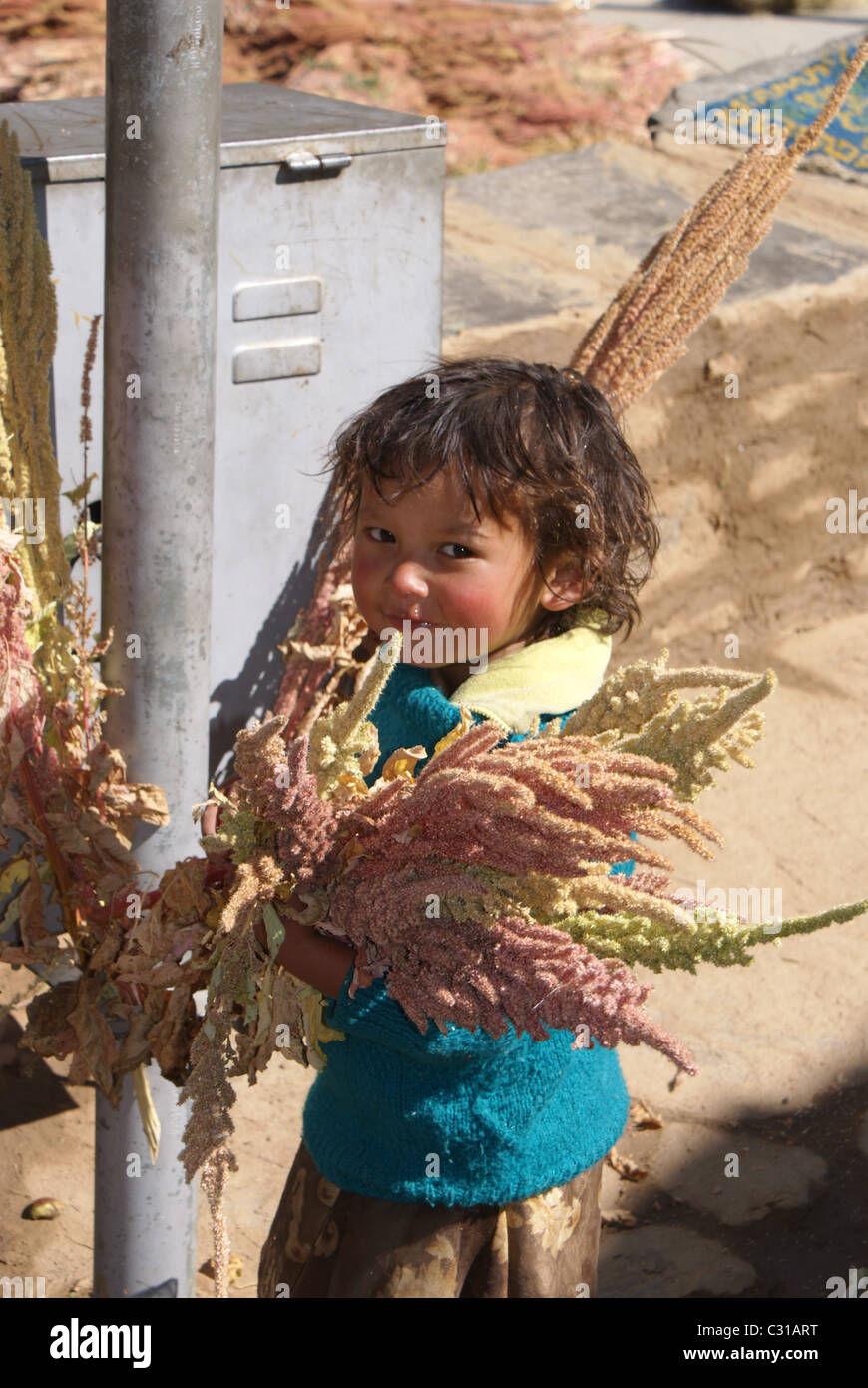 Garhwal Himalayas, India: A child helps out with the amaranthus harvest in the village of Tolma. Stock Photo