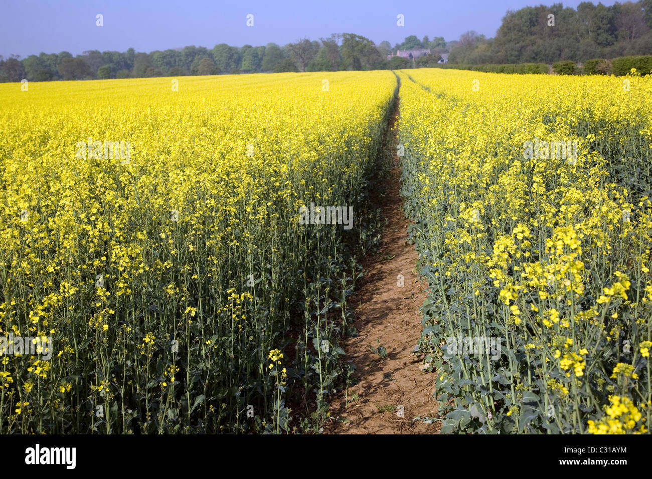 Oil seed rape canola crop field Suffolk England Stock Photo - Alamy