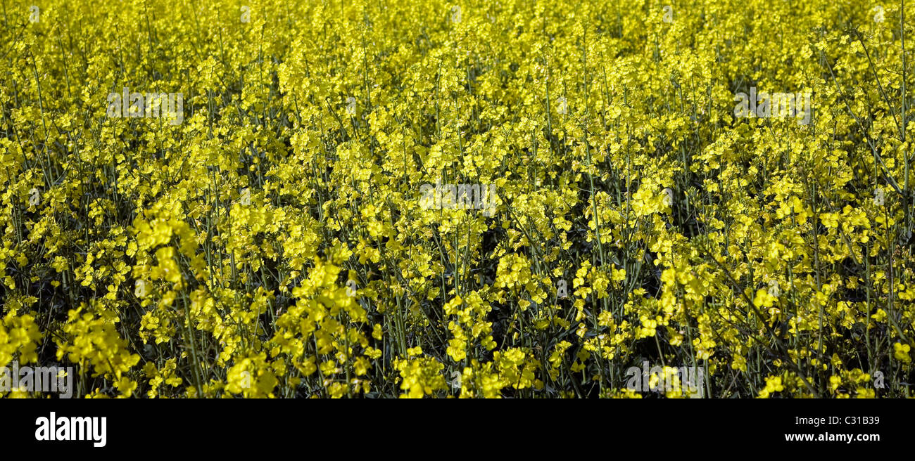 Oil seed rape canola crop field Suffolk England Stock Photo - Alamy