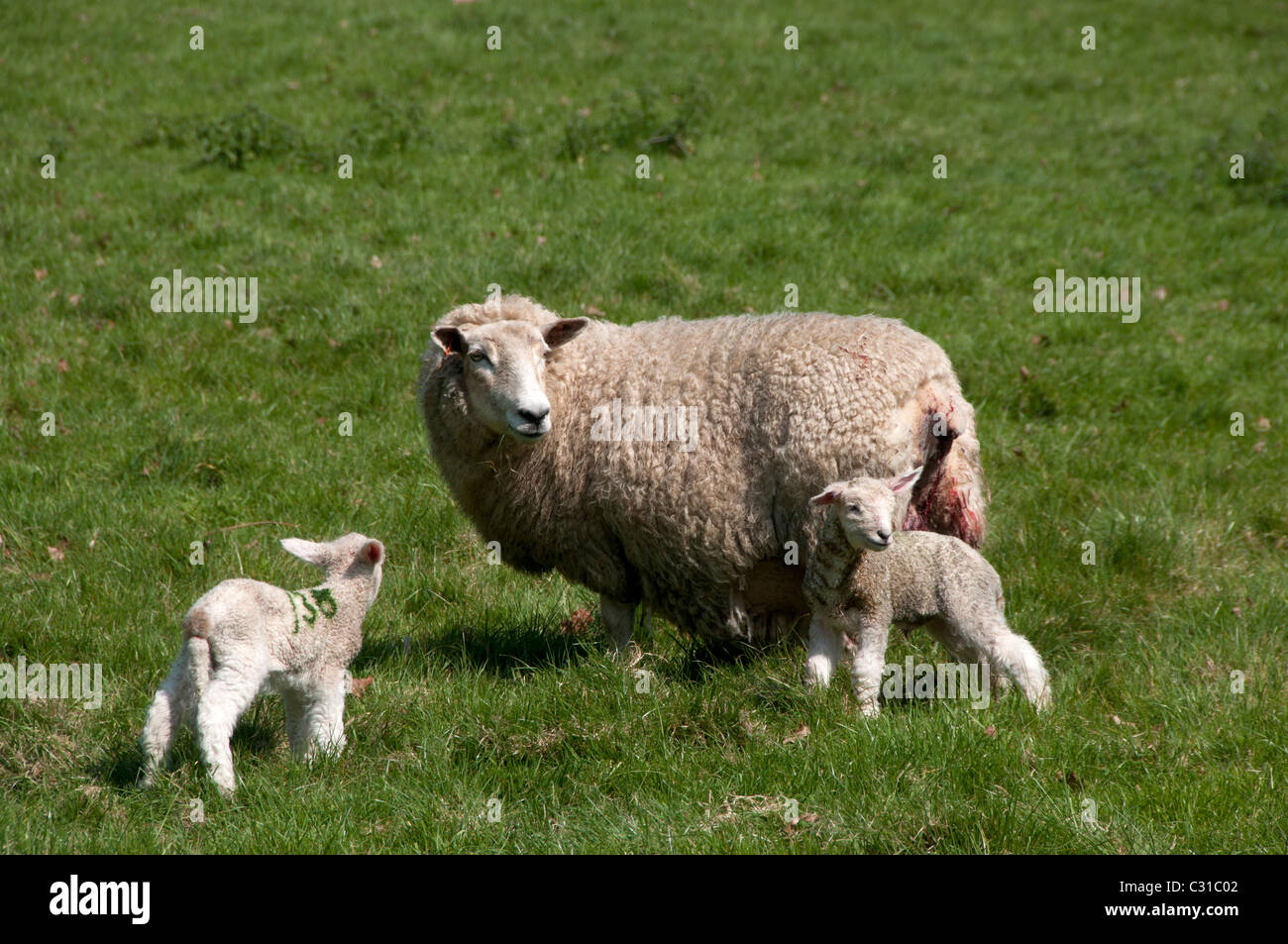 Mother sheep and two lambs in green field Stock Photo - Alamy