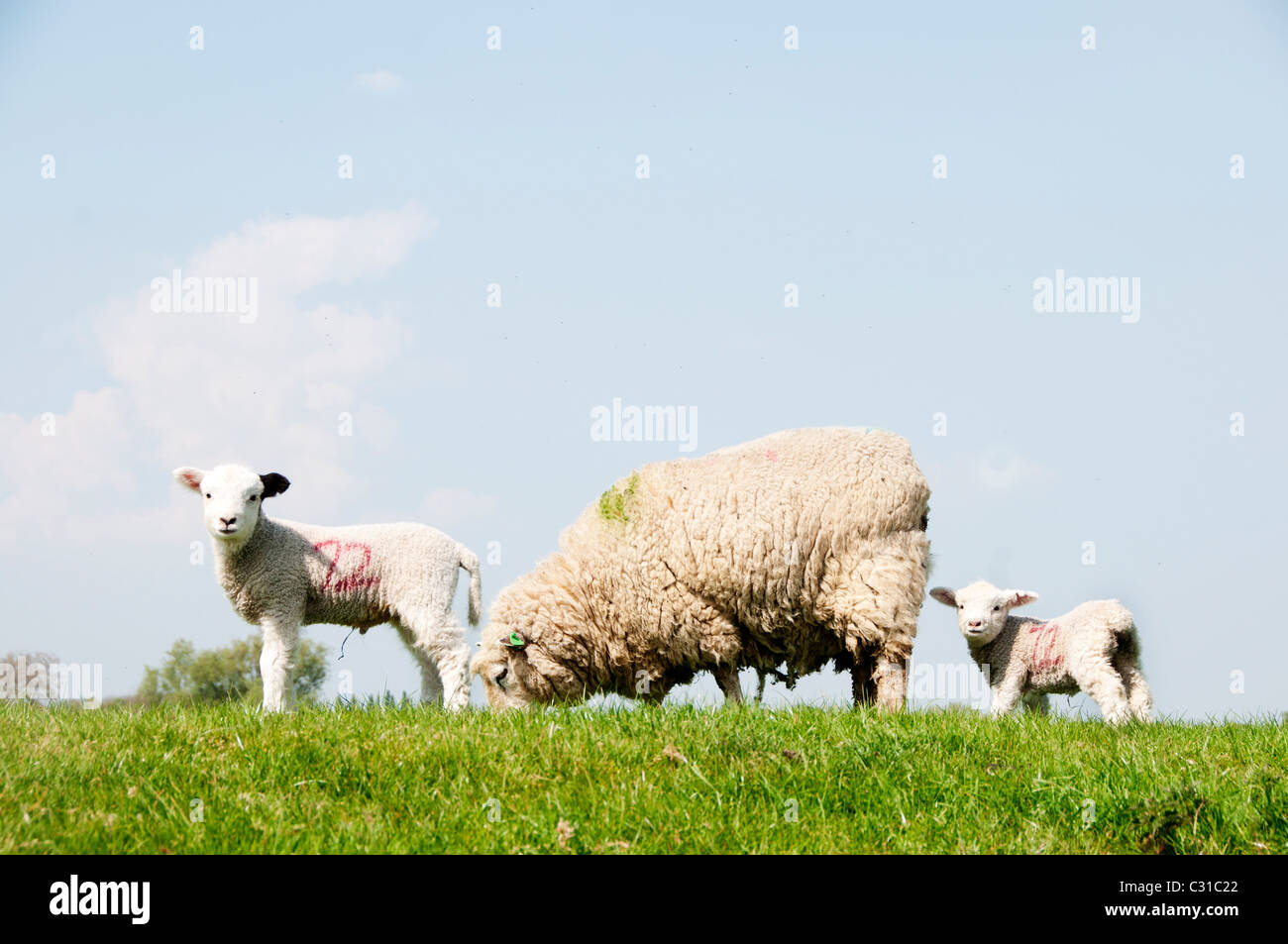 Spring in Sussex. Mother sheep with new born lambs Stock Photo - Alamy