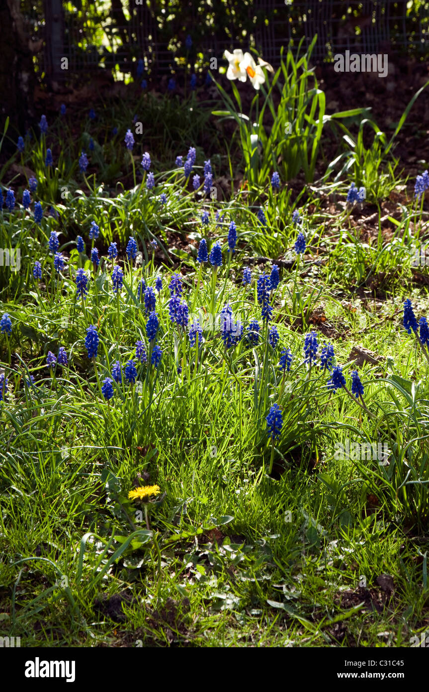 Blue Hyacinth spring life Stock Photo - Alamy
