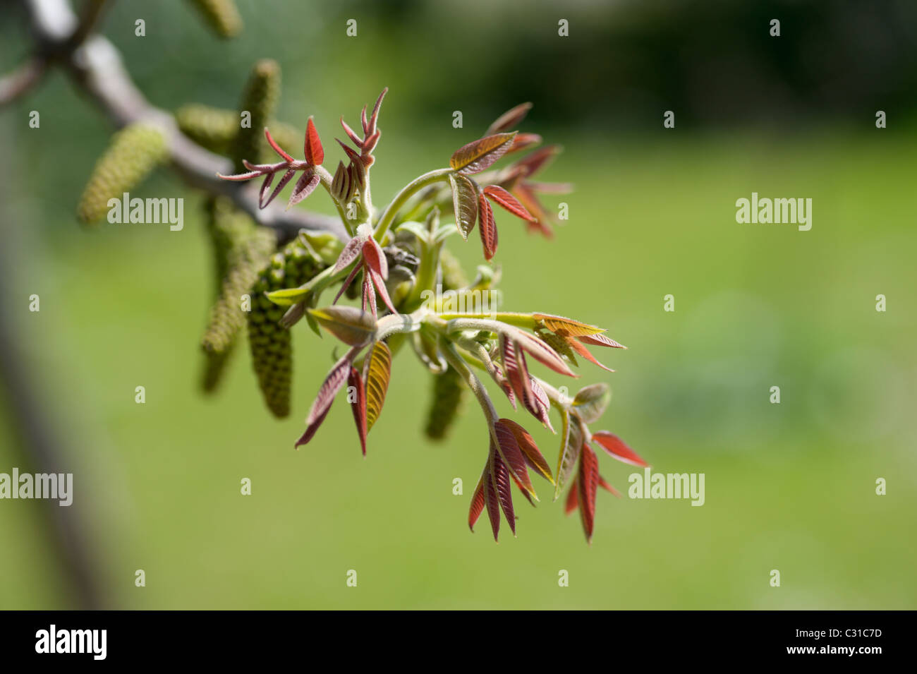 Walnut tree blossoms and shoots close-up detail with shallow DOF, spring season. Stock Photo