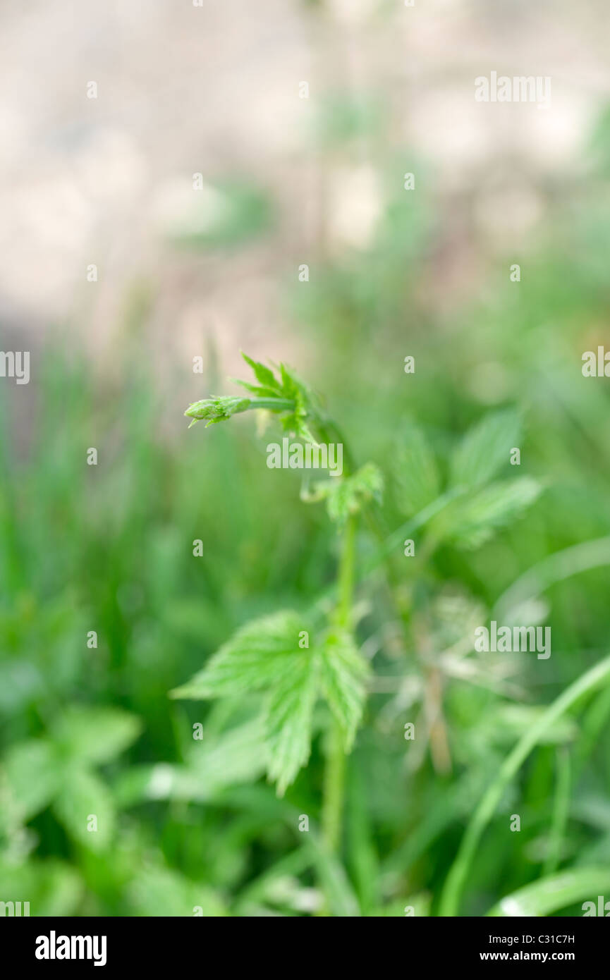 Beer making hop plant shoots close-up with extremely shallow DOF, spring season. Stock Photo