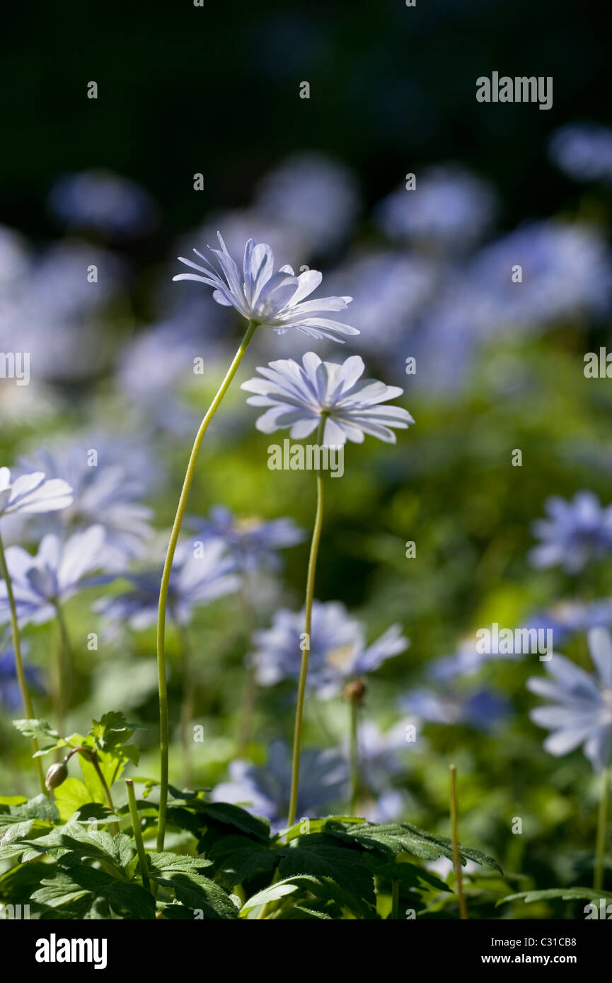 Anemone apennina, Blue Wood Anemones, in flower Stock Photo - Alamy