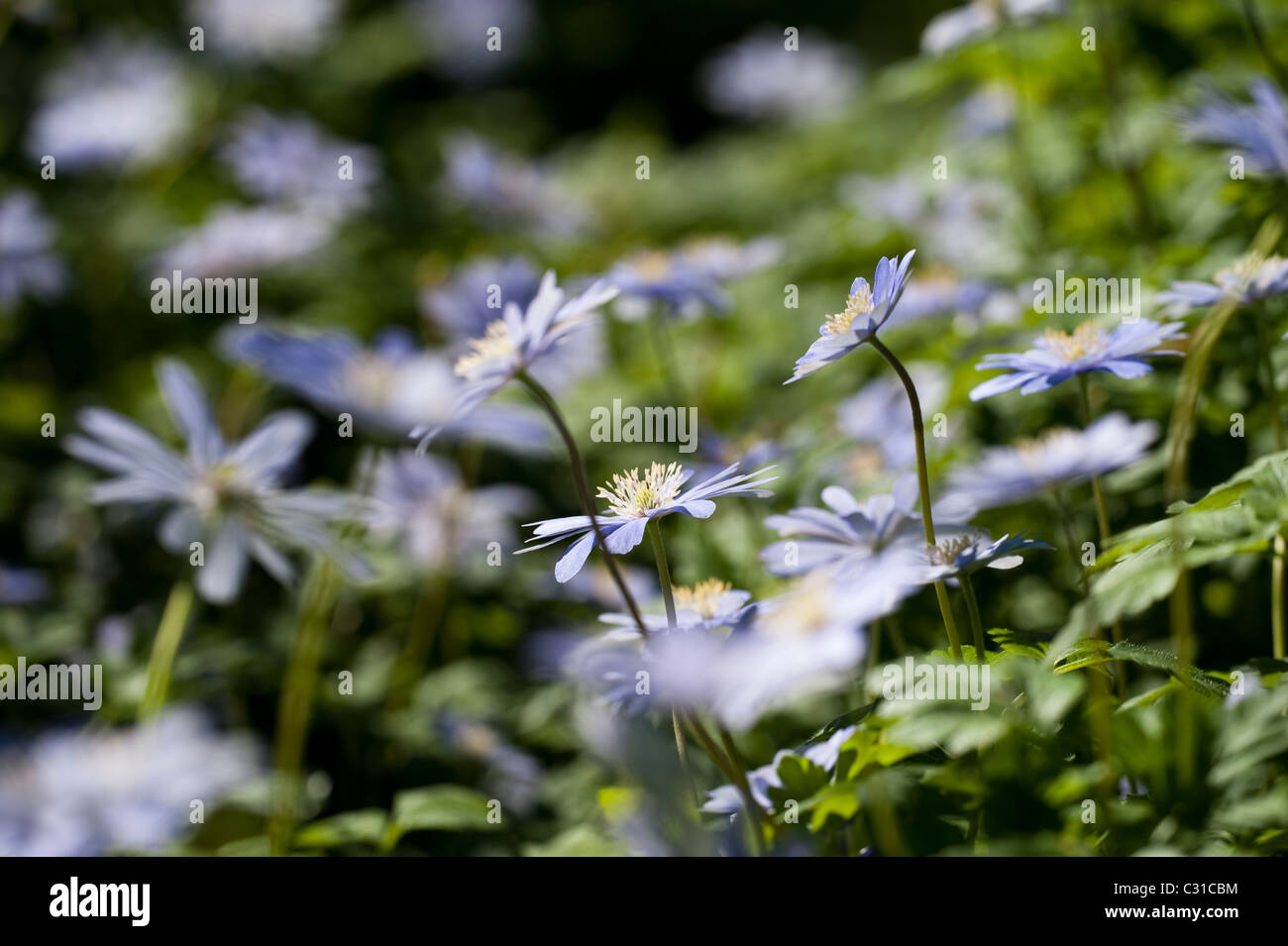 Anemone apennina, Blue Wood Anemones, in flower Stock Photo - Alamy
