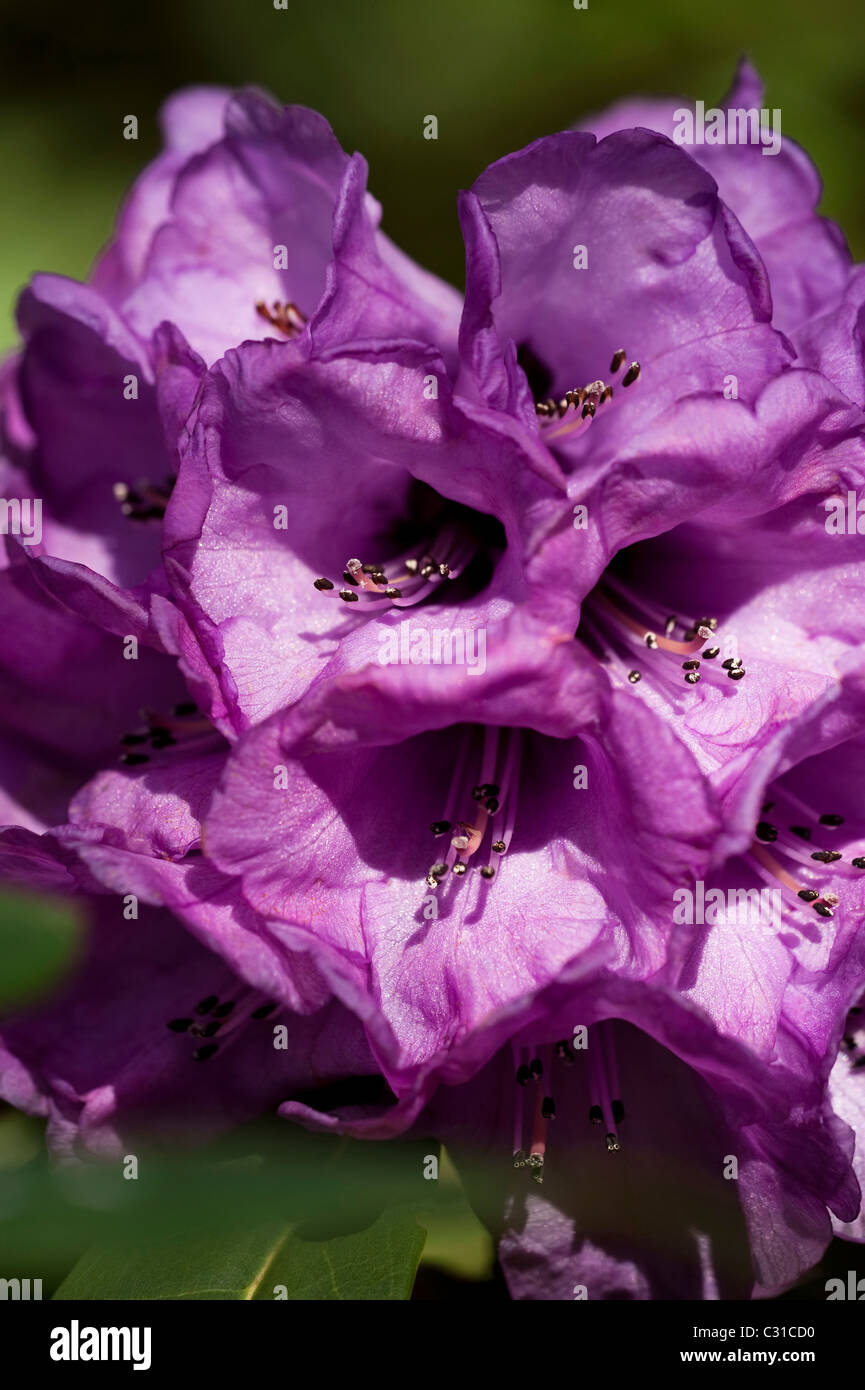 Rhododendron niveum in bloom Stock Photo