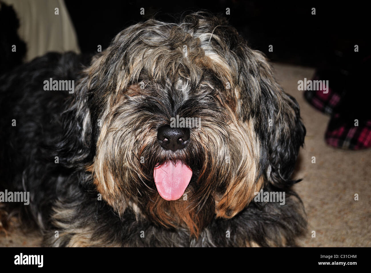 Hairy dog Stock Photo