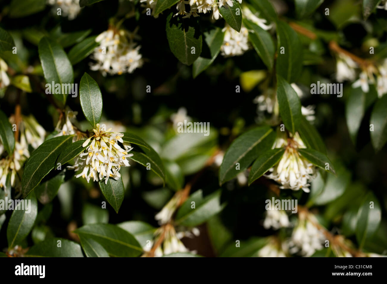 Osmanthus x burkwoodii in flower Stock Photo