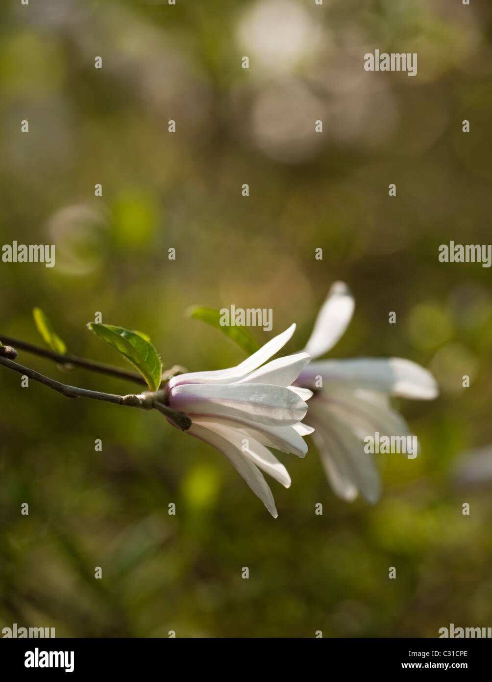 Magnolia x proctoriana in bloom Stock Photo