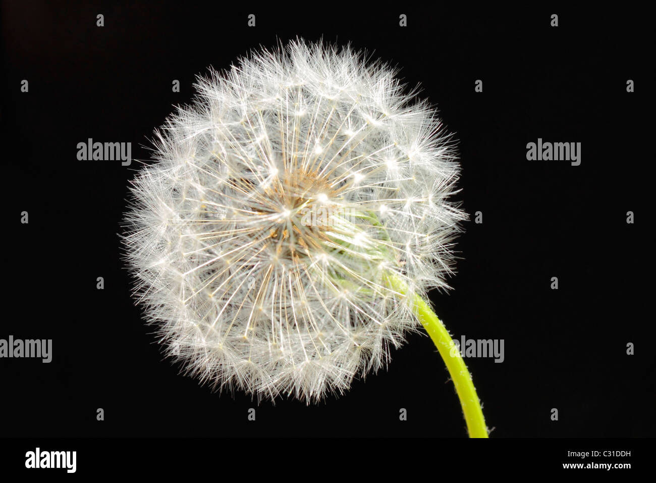 Dandelion seed head on black background Stock Photo