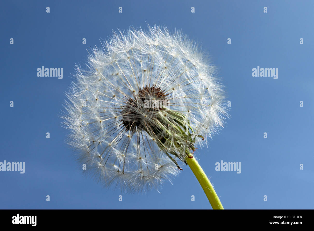 Dandelion seed head against blue sky Stock Photo