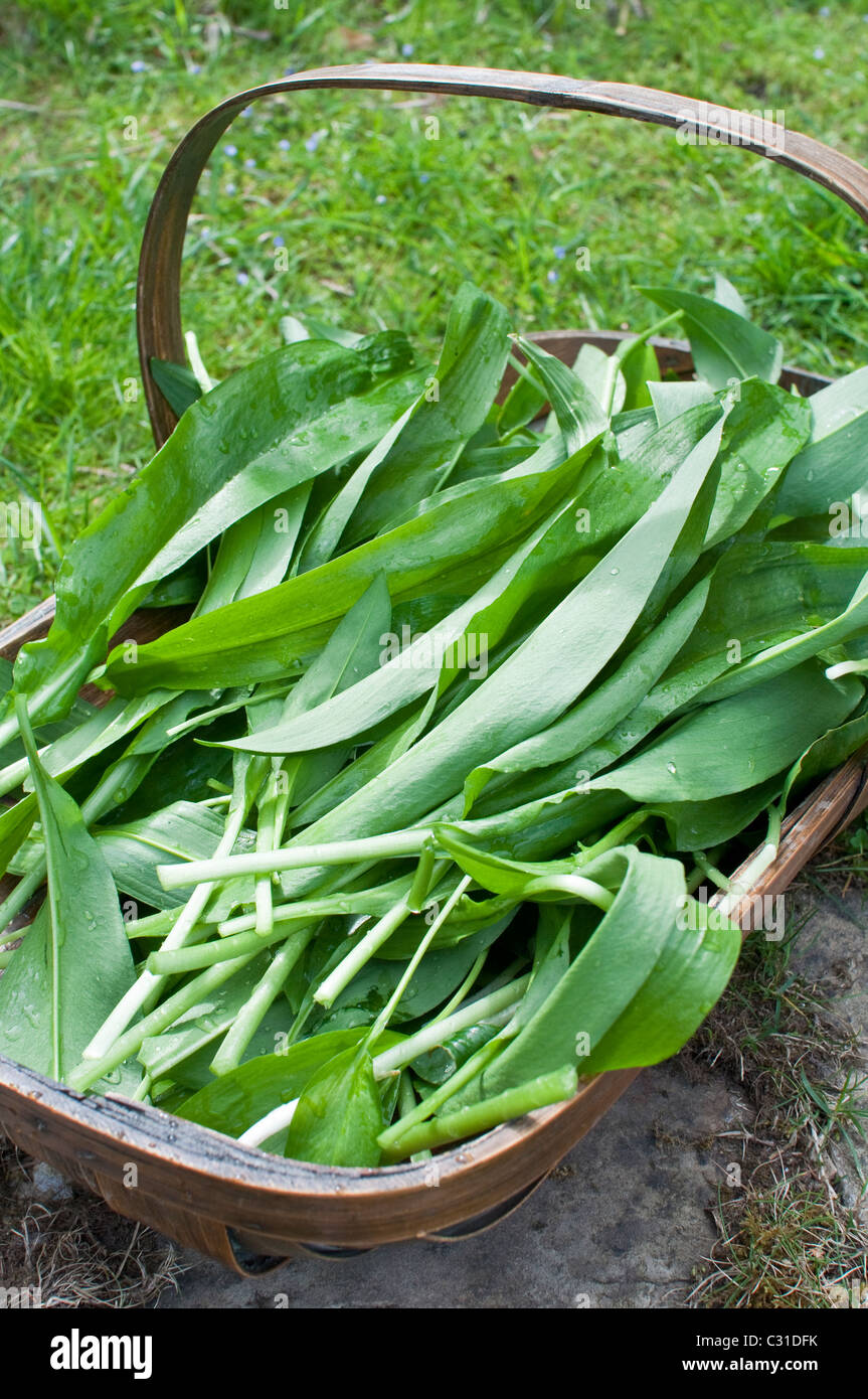 Freshly harvested ramsons leaves (aka ramps, wild leeks, wood garlic