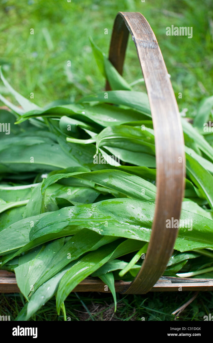 Freshly harvested ramsons leaves (aka ramps, wild leeks, wood garlic