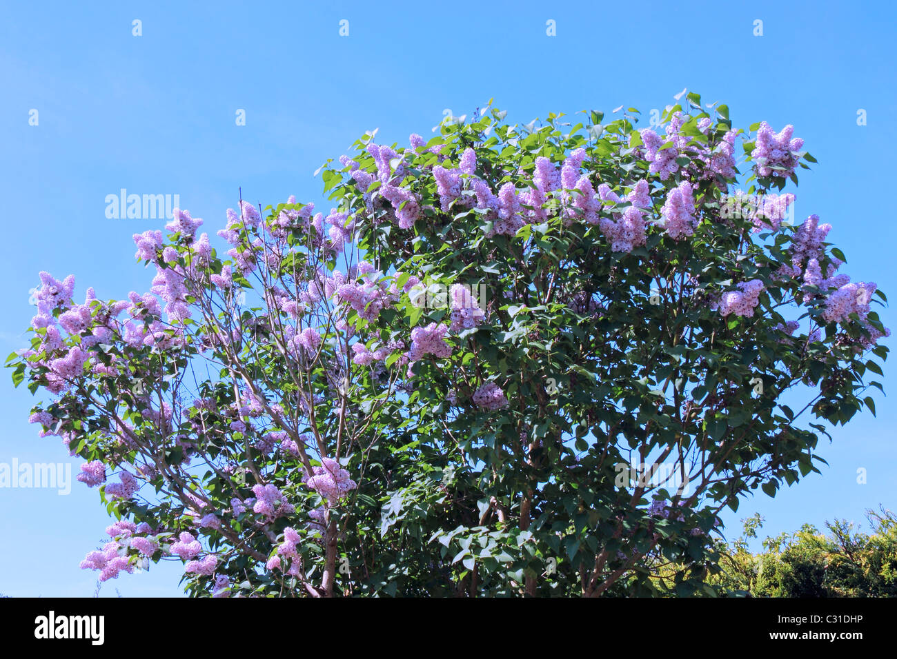 Lilac Tree in flower Stock Photo