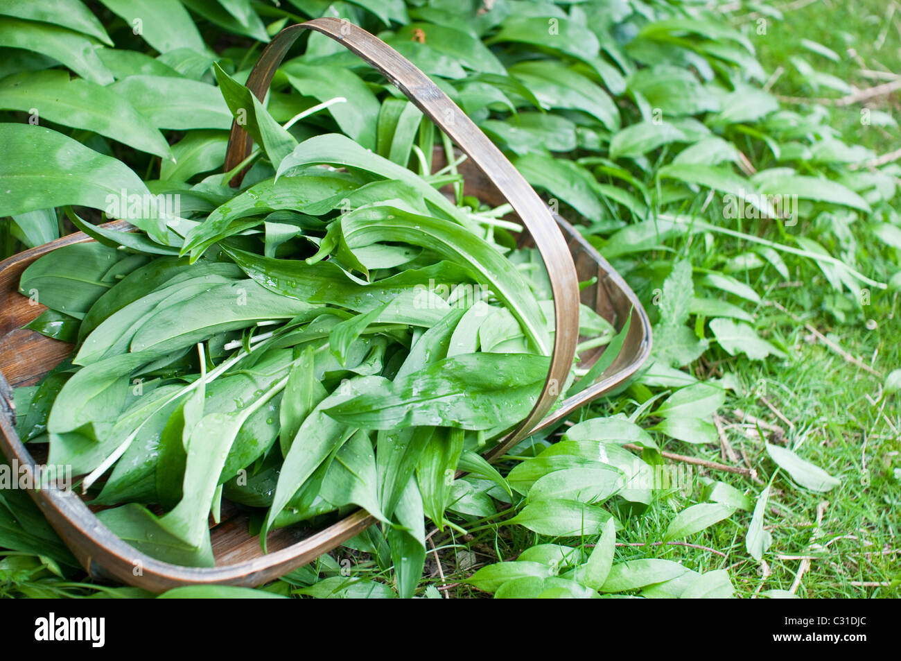 Freshly harvested ramsons leaves (aka ramps, wild leeks, wood garlic ...