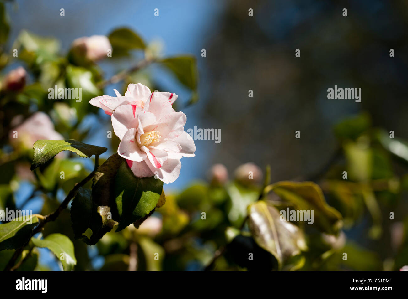 Camellia japonica ‘Tricolor’ in bloom Stock Photo