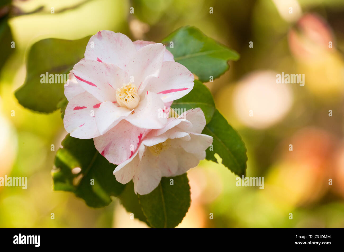 Camellia japonica ‘Tricolor’ in bloom Stock Photo Alamy
