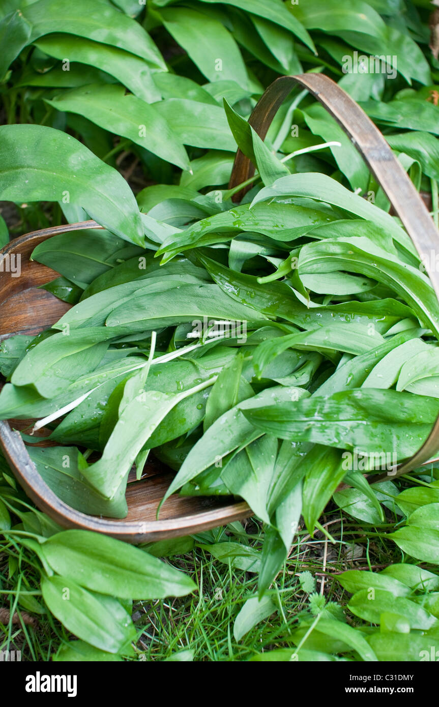 Freshly harvested ramsons leaves (aka ramps, wild leeks, wood garlic