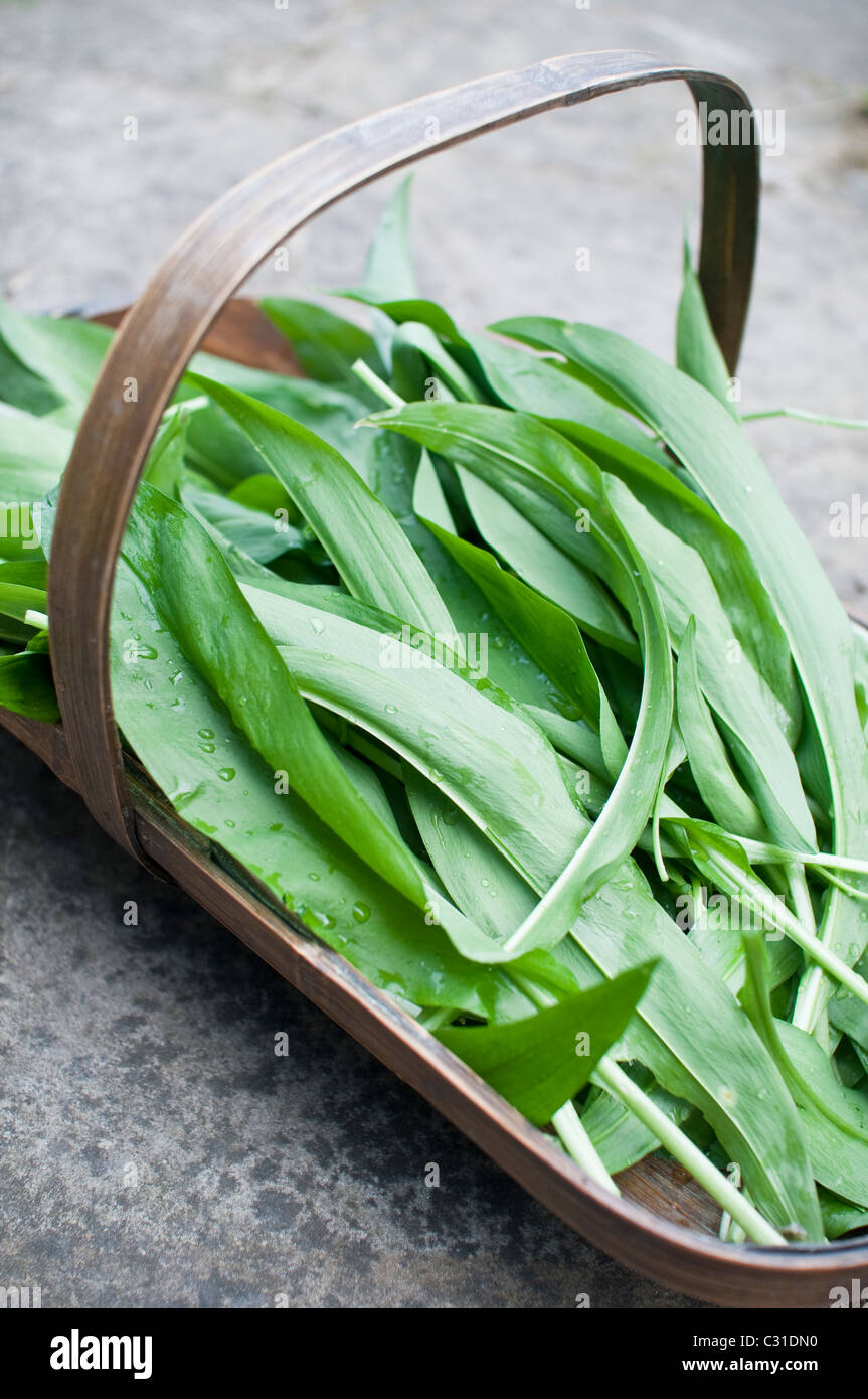 Freshly harvested ramsons leaves (aka ramps, wild leeks, wood garlic, wild garlic) in a wooden