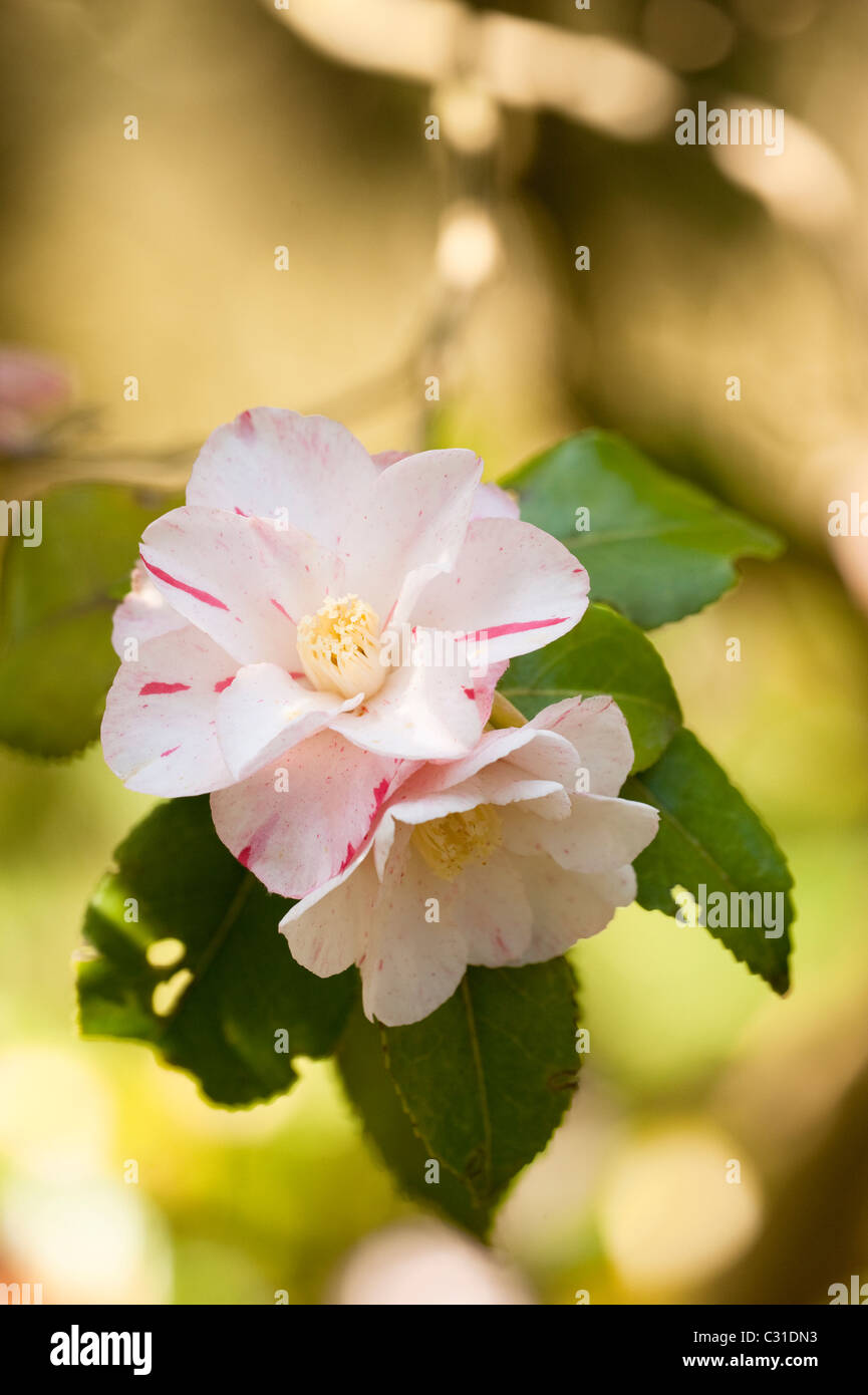 Camellia japonica hi-res stock photography and images - Alamy