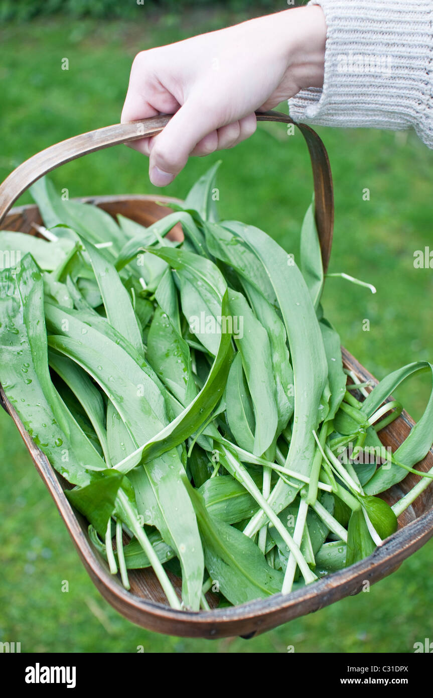 A male hand holds a wooden trug of freshly harvested ramsons leaves (aka ramps, wild leeks, wood garlic, wild garlic) in UK. Stock Photo