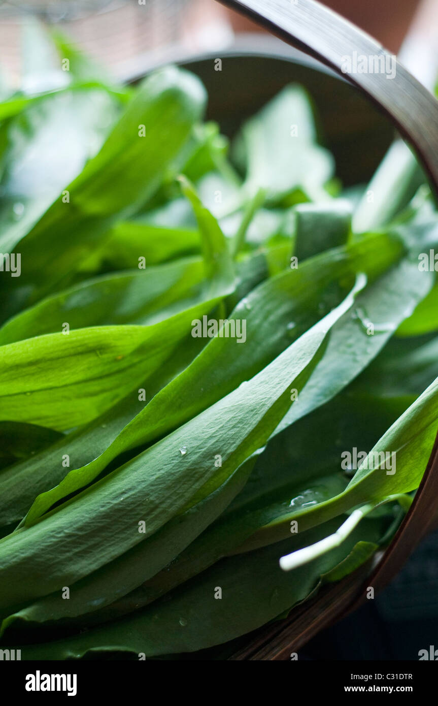Freshly harvested ramsons leaves (aka ramps, wild leeks, wood garlic, wild garlic) in a wooden