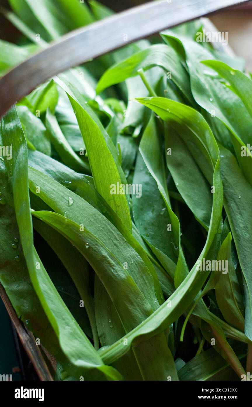 Freshly harvested ramsons leaves (aka ramps, wild leeks, wood garlic