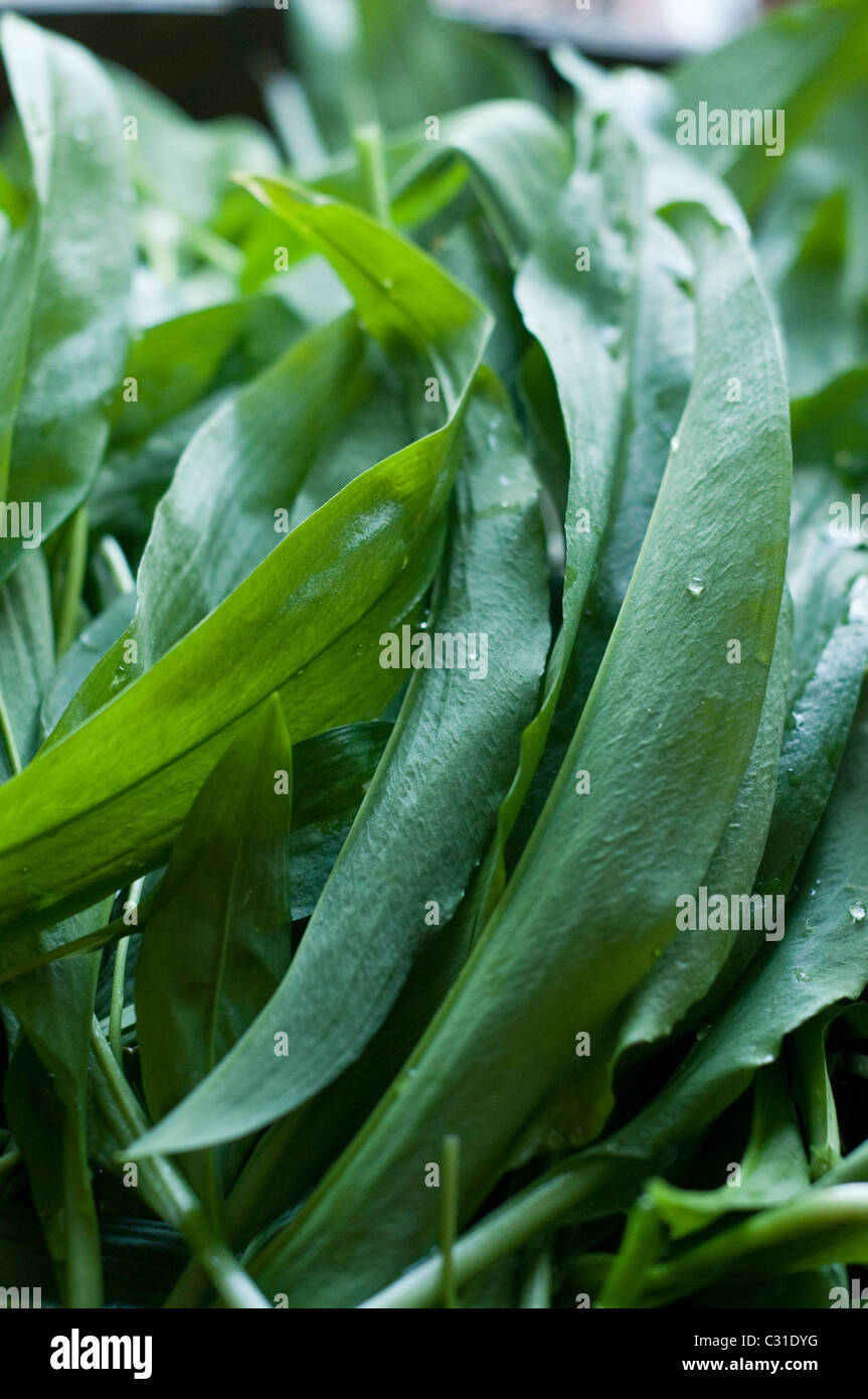 Freshly harvested ramsons leaves (aka ramps, wild leeks, wood garlic