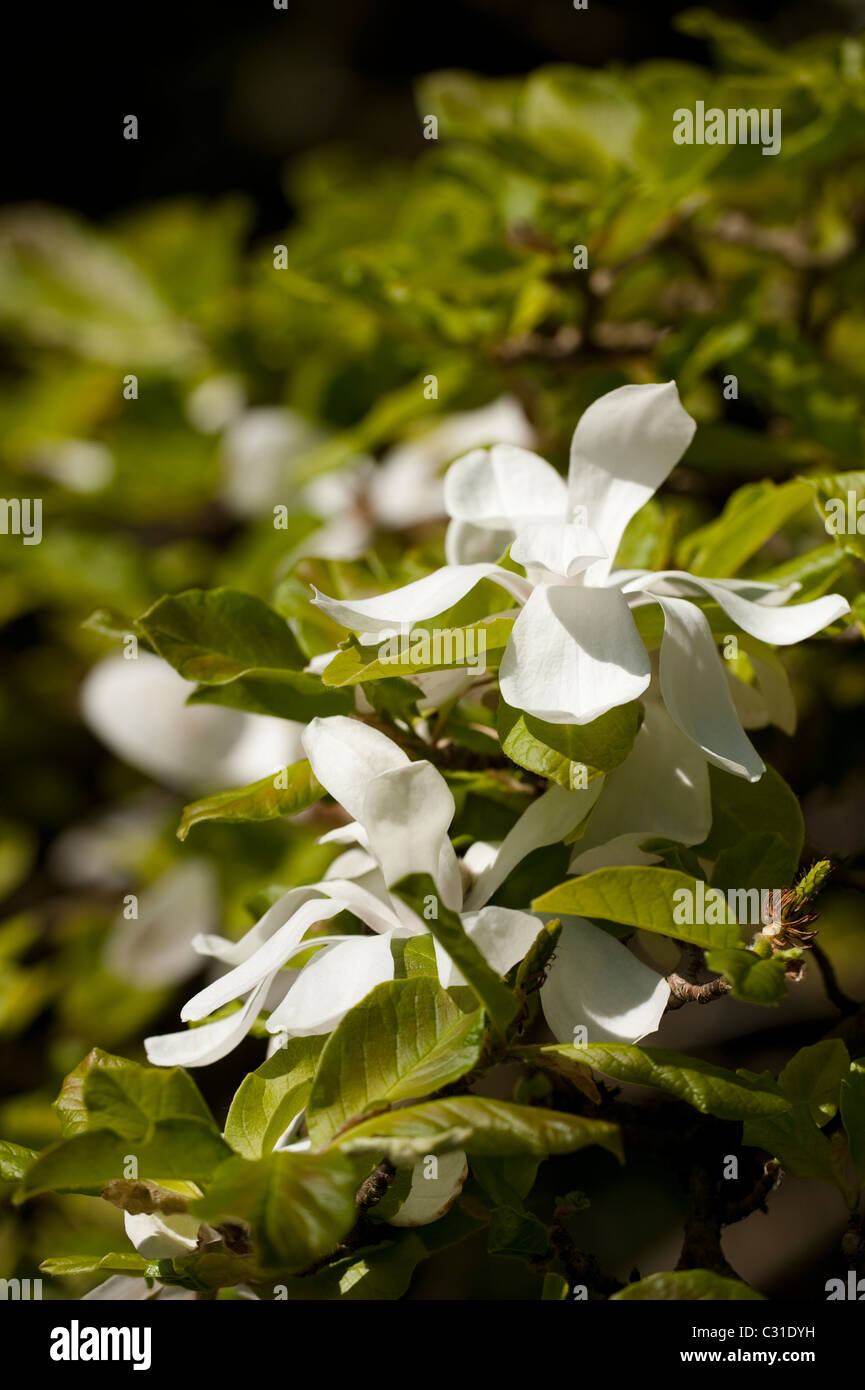 Magnolia x loebneri ‘Merrill’ in bloom Stock Photo