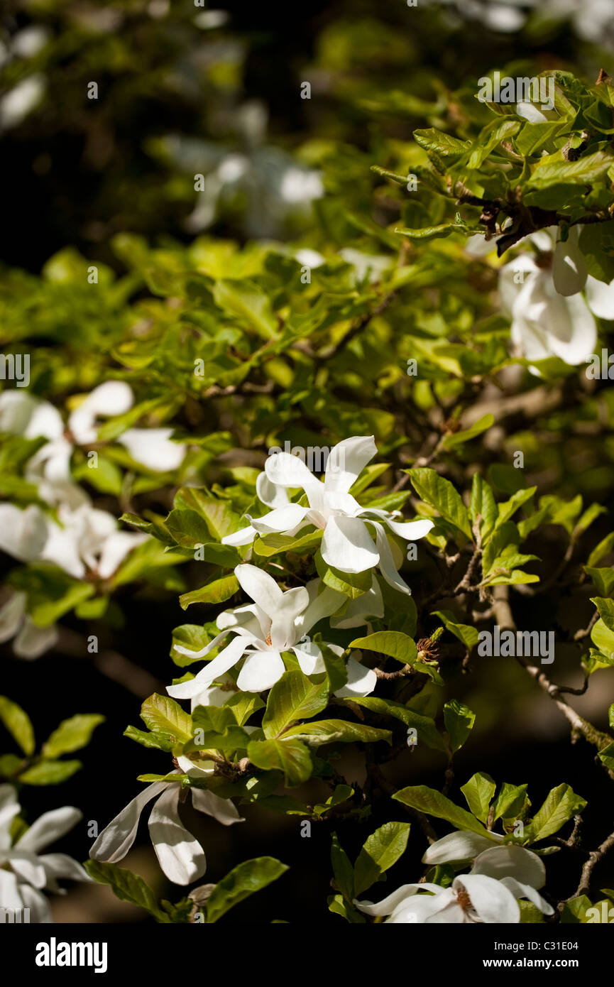 Magnolia x loebneri ‘Merrill’ in bloom Stock Photo