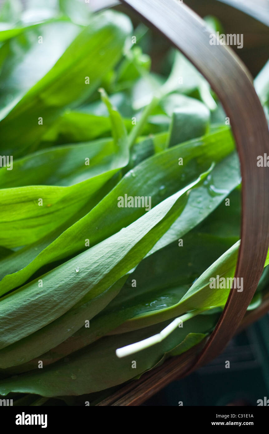 Freshly harvested ramsons leaves (aka ramps, wild leeks, wood garlic
