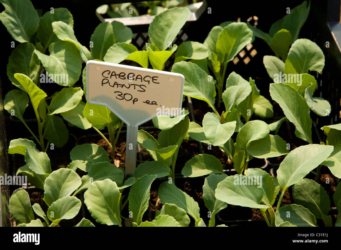 Seedlings for sale hires stock photography and images Alamy