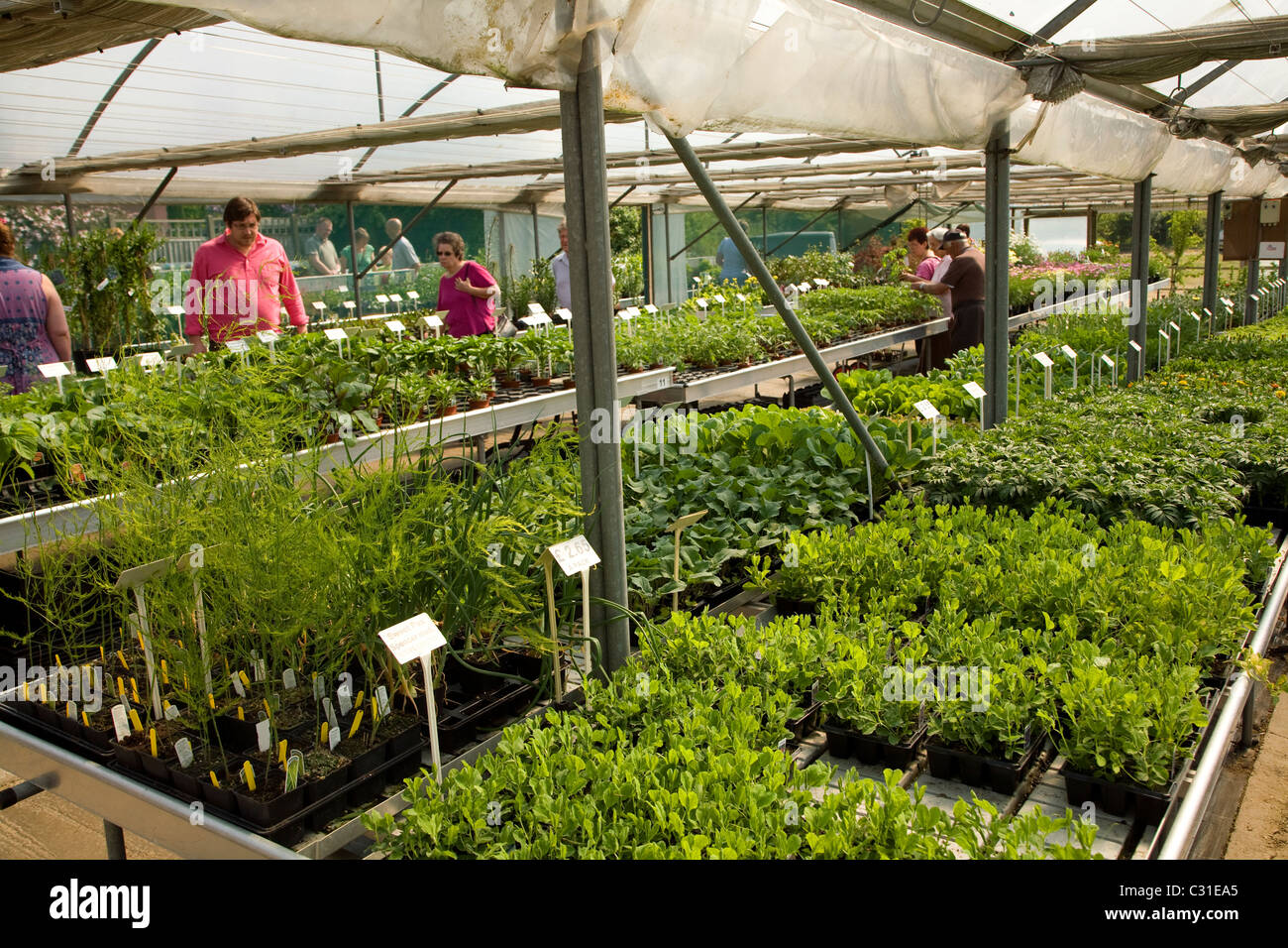 Customers inside plant nursery greenhouse Stock Photo Alamy