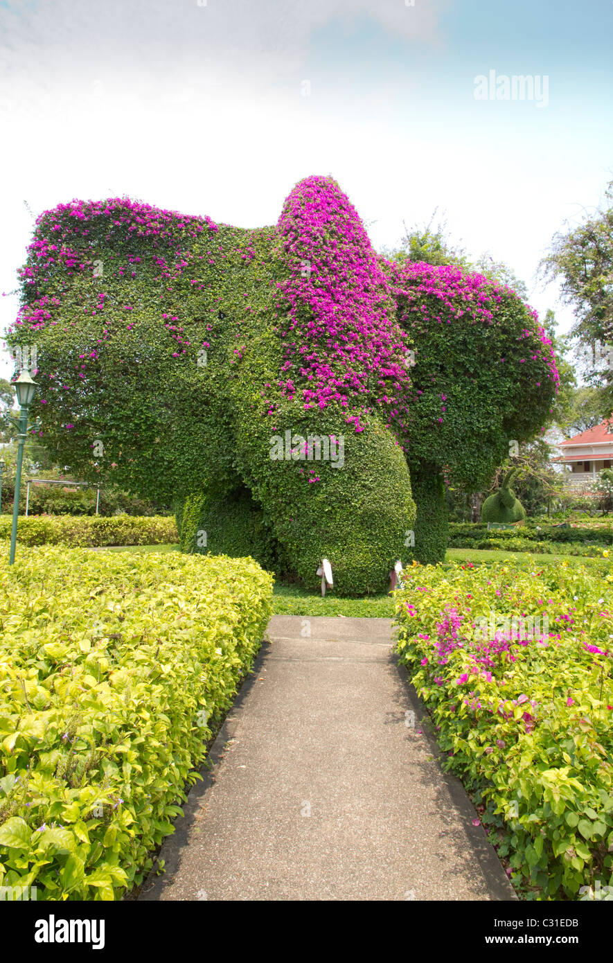Topiary Elephant head Topiary, Thailand, Bourgainvillia Stock Photo