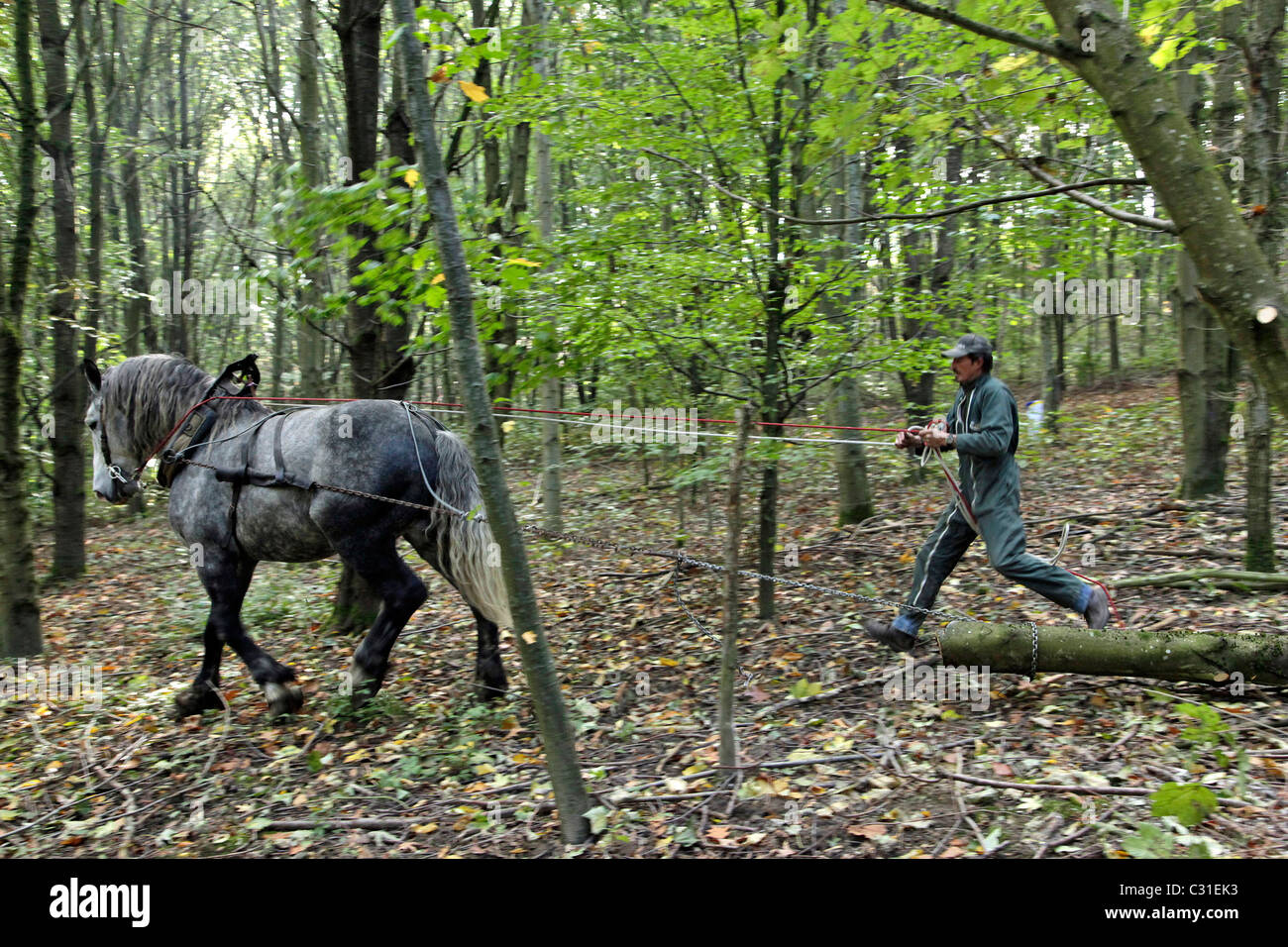 A HORSE PULLING ROUGH LUMBER, PERCHERON HORSES USED FOR THE LOGGING OF FOREST TIMBER, EURE-ET-LOIR (28), FRANCE Stock Photo