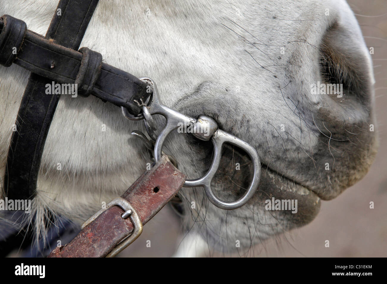 Horses mouth bit hires stock photography and images Alamy