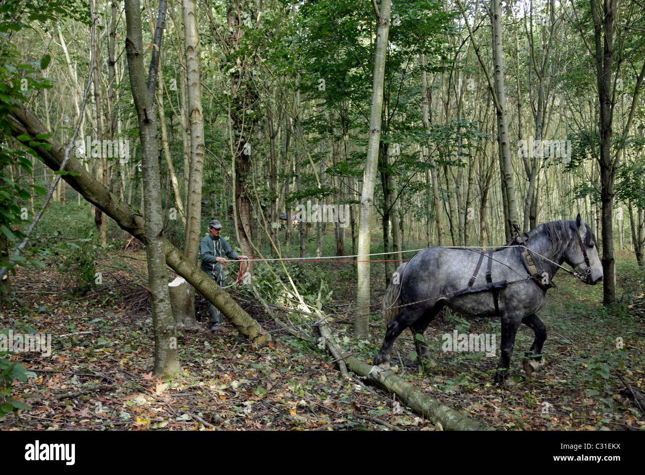 PERCHERON HORSES USED FOR THE LOGGING OF FOREST TIMBER, SAINT-JEAN-PIERRE-FIXTE, EURE-ET-LOIR (28), FRANCE Stock Photo