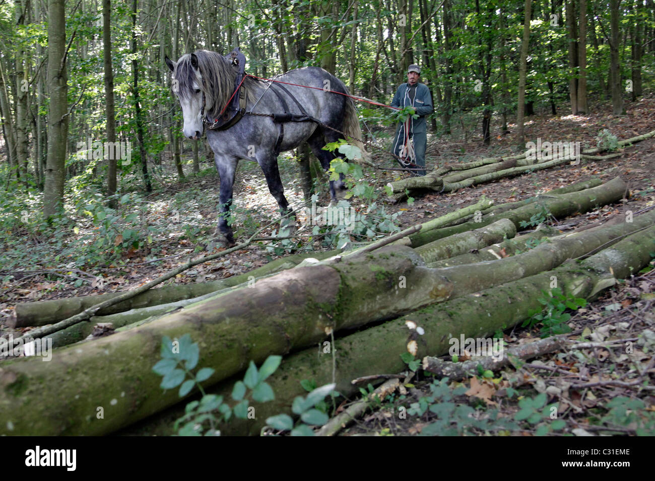 PERCHERON HORSES USED FOR THE LOGGING OF FOREST TIMBER, SAINT-JEAN-PIERRE-FIXTE, EURE-ET-LOIR (28), FRANCE Stock Photo