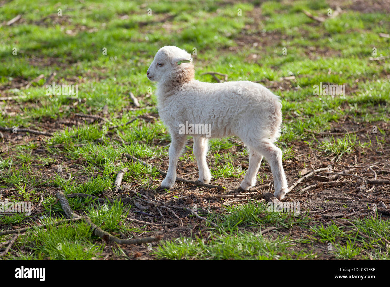 Young lamb in the meadow Stock Photo Alamy