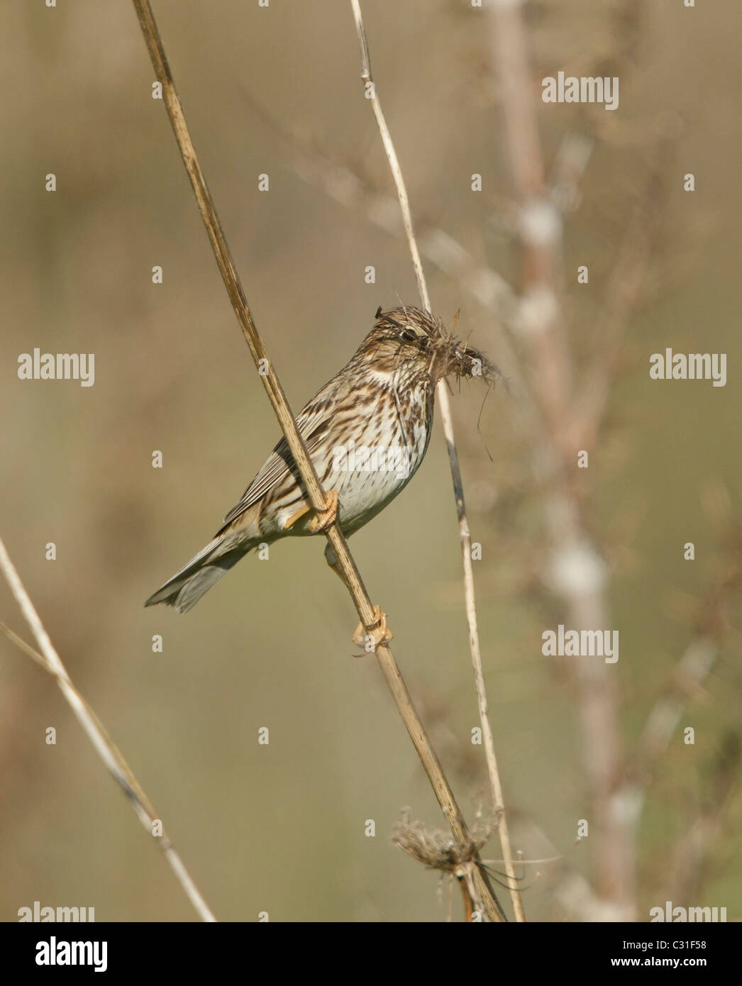 Corn Bunting Nest Hi res Stock Photography And Images Alamy corn-bunting-nest-hi-res-stock-photography-and-images-alamy
