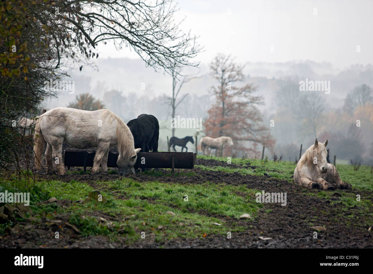 PERCHERON HORSE FARM IN THE PERCHE, ORNE (61), NORMANDY, FRANCE Stock