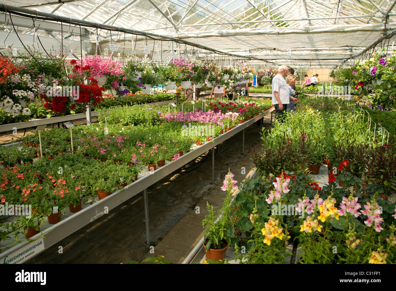 Customers plants for sale inside nursery greenhouse Stock Photo Alamy