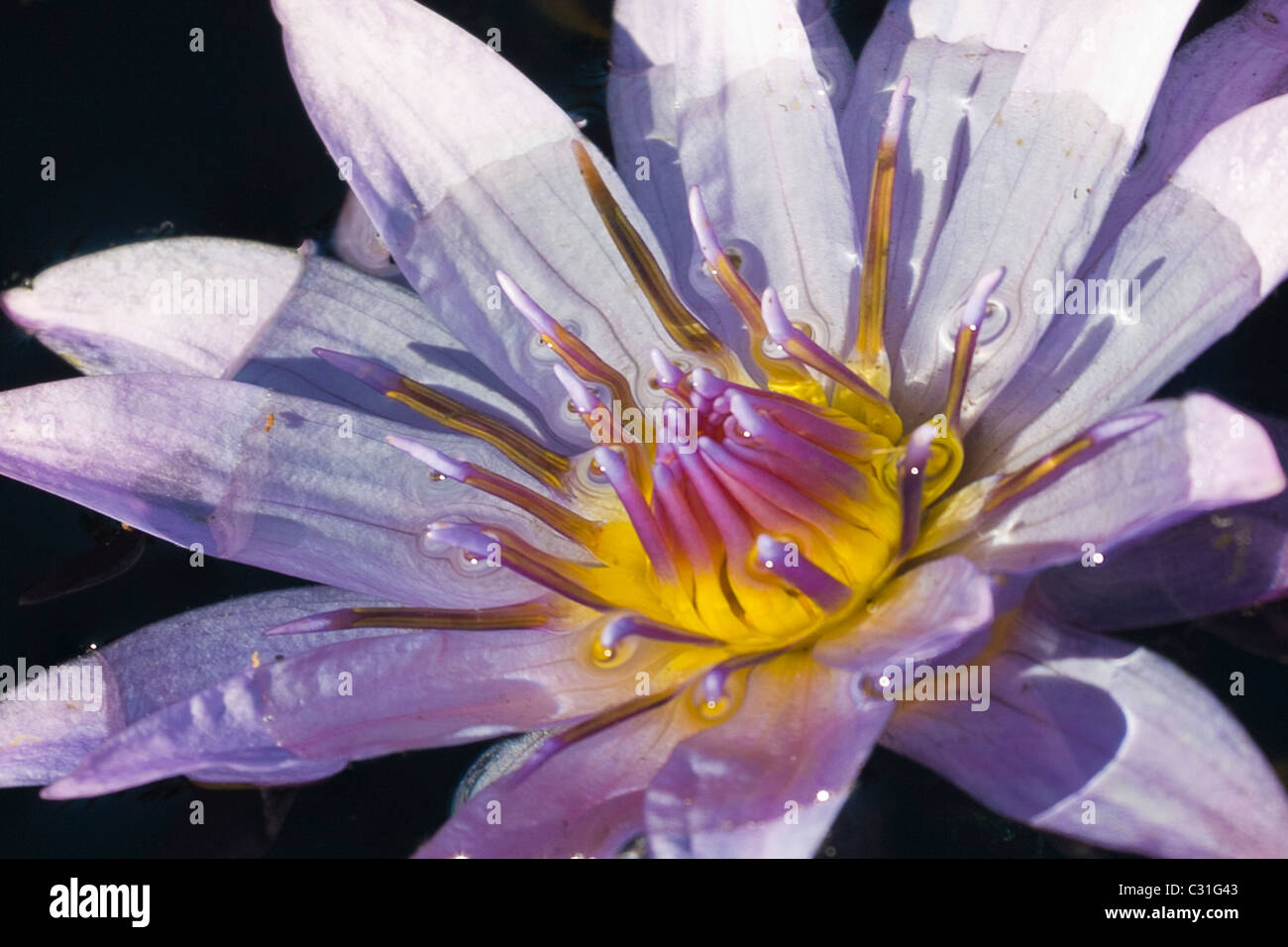Close up of Water Lilies Stock Photo Alamy