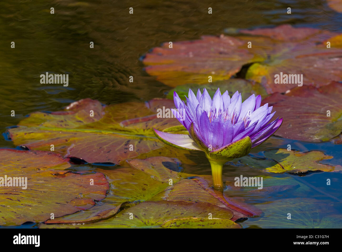 Lily plant hi-res stock photography and images - Alamy
