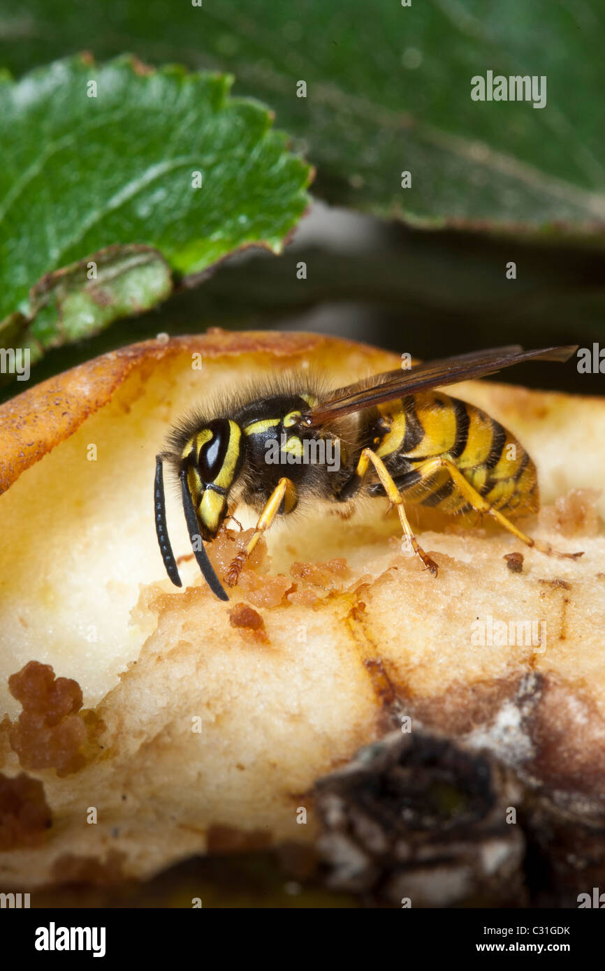Common wasp yellow jacket, vespula vulgaris, feeding from eating apple