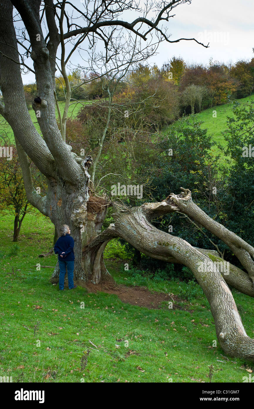 Woman views damage to ancient ash tree in the Cotswolds, UK Stock Photo ...