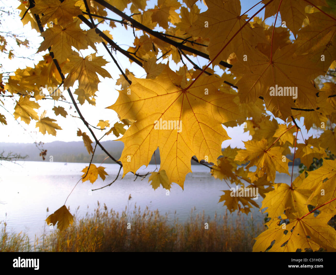 Autumn Light Shining Through The Golden Leaves Of A Maple Tree Stock Photo Alamy Autumn Light Shining Through The Golden Leaves Of A Maple Tree Stock Photo Alamy